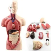 Hot 28cm Human Torso Body Model Anatomy Heart Brain Skeleton Internal Organs New