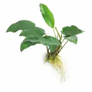 Anubias Emerald Heart For Fish Shrimp Snail Tank Aquarium