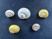 #B13 Nice mix of 5 different shade/color Caribbean Cu. land snail shells