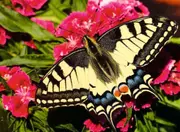 Ravensburger - Butterfly Puzzle 500pc