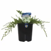 140mm Tick Bush - Kunzea ambigua Prostrate - Aussie Mates Range