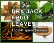 100% organic dried Jack fruit leaves Leaves Bio Film Shrimp Aquarium leaves