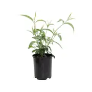 140mm Butterfly Bush - Buddleja asiatica Spring Promise