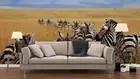 3D Savanna Zebra Wallpaper Wall Mural Removable Self-adhesive 270