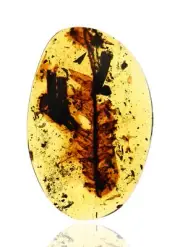 Large Botanical Leaf, Fossil insect inclusion in Burmese Amber