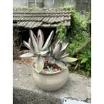 ｜多肉植物 SUCCULENT｜玫瑰黑兔耳 雙頭 陶 盆