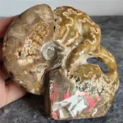 395g Natural Tentacle Ammonite FossilSpecimen Shell Healing Madagascar F635