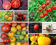 HEIRLOOM TOMATO PACK - 25 Packets / varieties of seeds