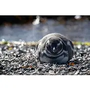 Save 15.01%! Full Day Tombo Rawson Point and Hidden Island