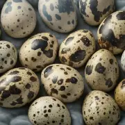 Fertile Japanese Quail Eggs X 12