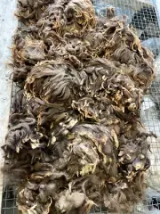 3lbs BROWN Navajo Churro Spinning LAMB Wool Weaving Raw Wool fiber fleece