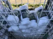 Anti Bird Netting 4M x 4M Fruit Trees Vegetable Patch White UV Treated Mesh 5mm