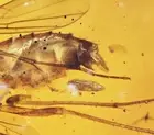 Super Detail! Fungus Gnat laying egg, Fossil inclusion in Burmese Amber