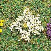 Faller 171830 Nat Blossoms White 100/