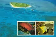 BARRIER REEF CORAL & FISH POSTCARD PRE-STAMPED Australia Post Series III 22c