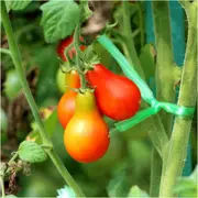 Tomato - Red Fig seeds