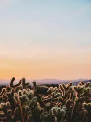Mojave Sunsets Poster