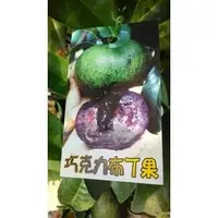 在飛比找PChome商店街優惠-花花世界_季節水果--黑柿(巧克力布丁果)*嫁接苗*--**