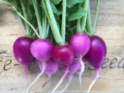 Radish, Purple Plum - Heirloom Vegetable by Life-Force Seeds Australia