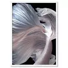 Fish Art Print. White Japanese Betta. Modern Scandi Home Decor Wall Art | ANA-15