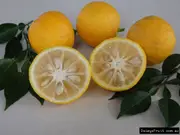 Buy Yuzu Grafted Fruit Trees (Citrus junos)