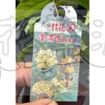 花幫派_喬木觀賞物植—金滿堂四季桂--四季桂品種~耐熱耐濕極強/5吋高約15-20CM