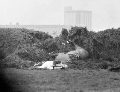 Jockey Paddy Farrell is thrown from his horse 1964 Old Photo 3