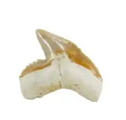 Fossil Shark Tooth Galeocerdo cuvier Peace River, Florida, USA (EA9439)