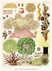12795.Poster print.Room Wall design.1893 Great Barrier Australian Reef.Anemones