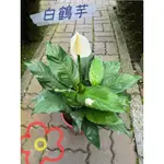 【筌哥園藝】白鶴芋｜室內植物｜空氣清淨