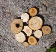 Wooden Log Discs #13 Wood Slices 2-11cm Round Wedding Coasters Saw cuts for DIY