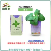 iPlant易開罐花卉-貓薄荷