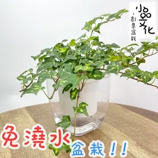 【現貨】【小品文化】黃翠斑常春藤 4吋透明懶人盆栽 簡單種植 觀葉植物 室內植物 空氣淨化 創意花盆 居家辦公盆花