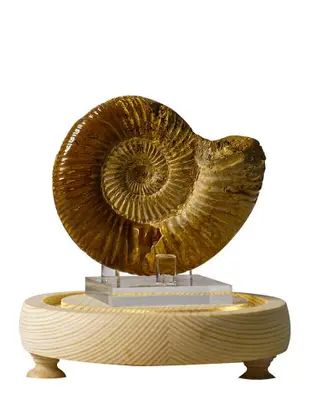 現代簡約天然生物化石發光擺件菊石三葉蟲海螺化石標本鸚鵡螺標本