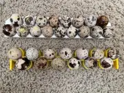 3d Printed, 17 slots (30% more) Quail Egg Rack For HatchingTime (ct60,120,180)