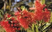 Callistemon Red Devil Tree - Callistemon species