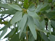 Buy Eucalyptus Lemon scented Ironbark Tree - Eucalyptus staigeriana