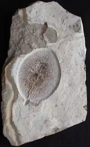 Cyclobatis oligodactylus - Male Stingray 100% Natural Unbroken - Fossils Lebanon