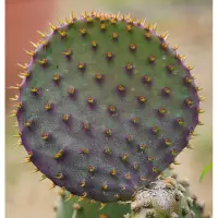 在飛比找蝦皮購物優惠-【花痴植人】紫團扇（聖麗塔）仙人掌Opuntia viola