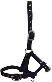 Hy Foal Head Collar (UK Size: One Size) (Navy)