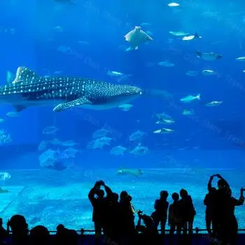 【展笙旅遊】瀨長島.水族館.黃昏愛之船沖繩四日  7433398