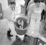 Fish dealer of Comestibles Bianchi at the Limmatquai Zurich 1959 Old Photo