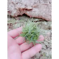 在飛比找蝦皮購物優惠-空鳳 迷你紫羅蘭 Tillandsia aeranthos 