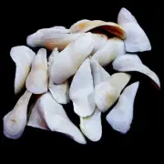 Antique White Shells collectable Shells Natural Sea Shell approx. 65 pcs 1 Pound