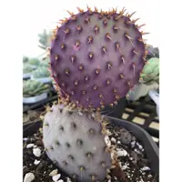 在飛比找蝦皮購物優惠-聖麗塔 Opuntia Santarita