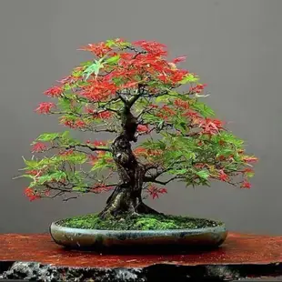 日本紅楓盆栽 矮化楓樹盆栽 紅舞姬 青楓 千島楓 楓樹種子