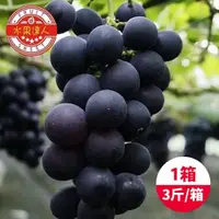 在飛比找鮮拾優惠-【水果達人】 台灣一級巨峰葡萄x1箱(3斤±10%/箱)下單