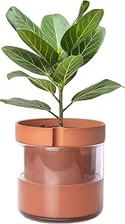Phoenix Vine 8 Inch Self Watering Planter Pot, Terracotta Clay Pot with Glass Reservoir for Indoor Plants, Herbs, Flowers, Set of 1, 52-A-H-1