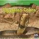 Egyptian Cobra