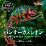 竹北KIWI玩具屋_預購12月 萬代 代理版 盒玩 生物大圖鑑PREMIUM 七彩變色龍 安比諾貝 綠